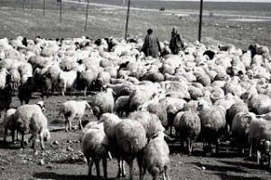 animales en el cortijo